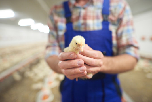 Close Up Of Young Chicken