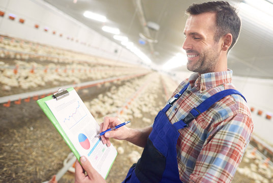 Big income from chicken business - Powered by Adobe