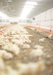 Long aisle in the chicken coop © gpointstudio