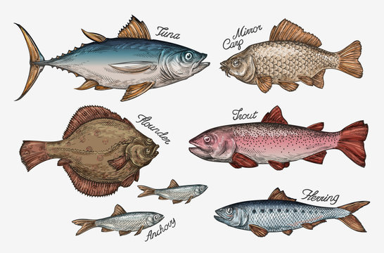 Seafood. Collection of fish such as tuna, trout, carp, flounder, anchovy, herring. Vector illustration