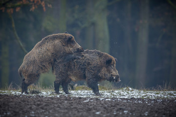 Two big wild boar males fighting in the european forest/wild animal in the nature habitat/Czech Republic