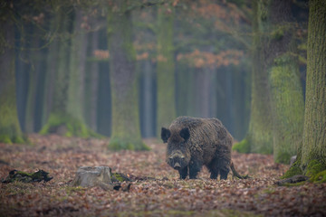 Naklejka na ściany i meble Wild boar male in the forest/wild animal in the nature habitat/Czech Republic
