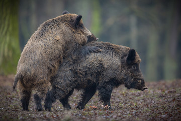 Two big wild boar males fighting in the european forest/wild animal in the nature habitat/Czech...