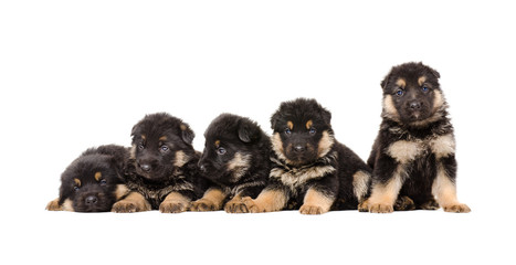 Group of German Shepherd puppies