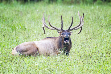 Large bull elk laying down while bugling.