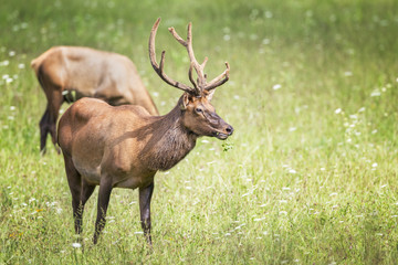 Young bull elk feeding in a field.