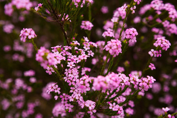 Obraz na płótnie Canvas coleonema pulchellum pink flowers