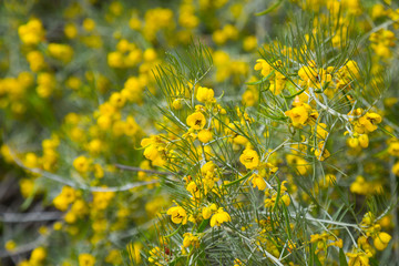 senna artemisioides yellow flowers