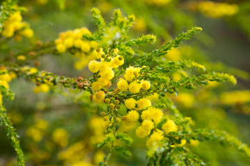 acacia truncata blossom
