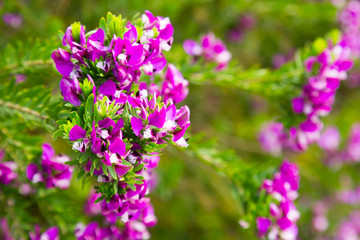 pink polygala myrtifolia flowers