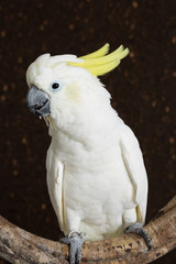 Sulphur-crested Cockatoo, Cacatua galerita,with crest up in front of white background