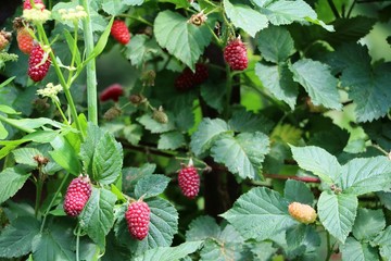 Raspberry bush with fruits