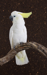 Sulphur-crested Cockatoo, Cacatua galerita,with crest up in front of white background