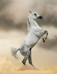 Obraz na płótnie Canvas arabian horse rearing in dust