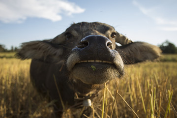 buffalo smiling in rice field. Evening landscape in countryside