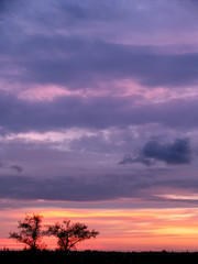 Fototapeta na wymiar Dramatic cloudy purple violet pink sunset sky with tree silhouette