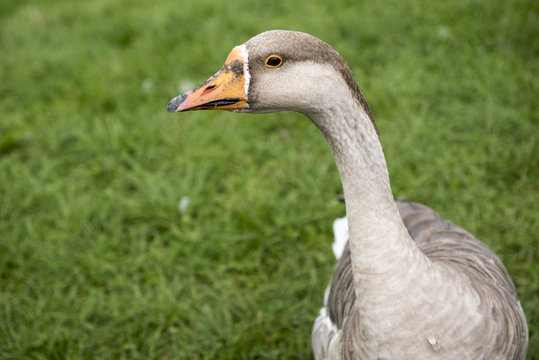 Close up image of a goose outdoors. 