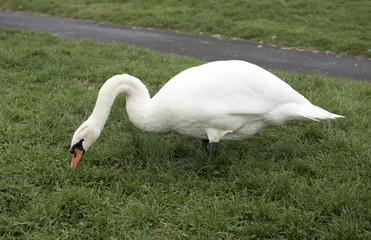 White swan grazing in a grass field 
