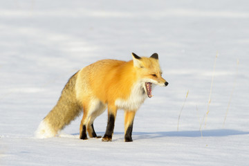 American Red Fox (Vulpes vulpes fulva) adult, yawning in snow, Yellowstone national park, Wyoming, USA.