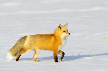 American Red Fox (Vulpes vulpes fulva) adult, walking on snow, Yellowstone N P , Wyoming, USA.
