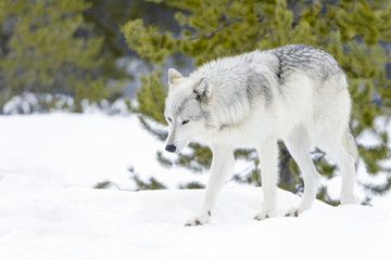 Obraz premium Gray timber wolf (Canis lupus), walking in snow.