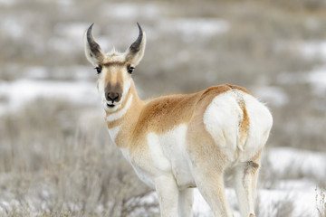 Pronghorn Antelope (Antilocapra americana), looking back at camera, Yellowstone National Park, Wyoming, USA