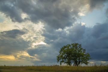 The tree in the field on the background of beautiful cloud. Wide angle