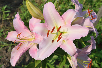 Fototapeta na wymiar beautiful pink flower lily growing in the garden in bright sunlight, closeup