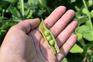 green peas spoiled with worms lying on the palm of your hand
