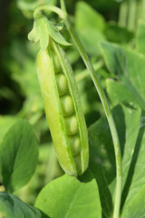 open pea pod on a stalk growing in the vegetable garden, vertical frame