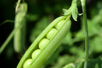 open pea pod on a stalk growing in the vegetable garden, closeup