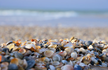 Fototapeta na wymiar shelly beach
