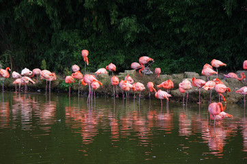 flamants roses