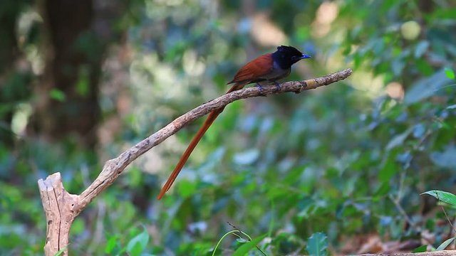 Bird in nature, asian paradise flycatcher perching on a branch