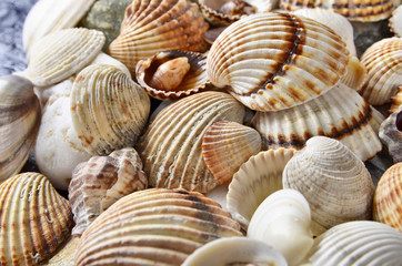  close-up  seashells and stones of many types and sizes