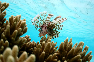 lion fish or scorpions fish swimming near coral reef in clear tropical waters in front of Mataking island, Malaysia