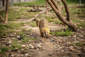 South American Coati