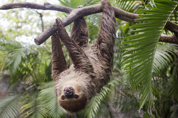 two-toed sloth show tounge