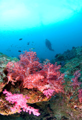 Fototapeta na wymiar Scuba Diving on a colorful tropical Coral Reef , north andaman, Thailand