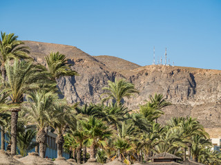 Palm trees on a sunny day, growing in southern spain mediterranean region