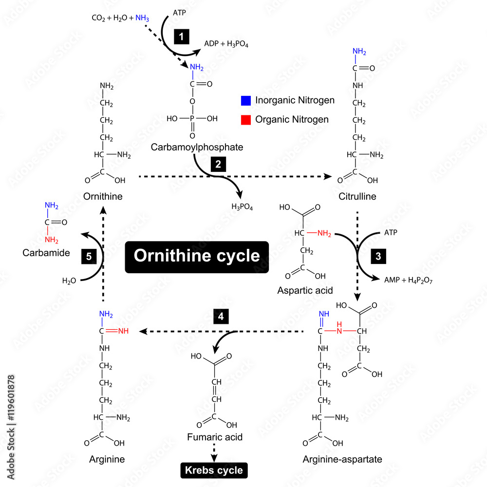 Poster ornithine cycle, urea metabolic cycle