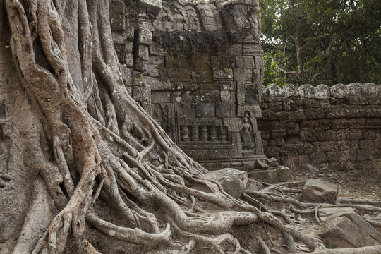 Spung tree roots over the Ta Som temple ruins, Angkor, Cambodia
