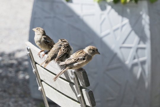 Passerotti