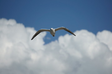 Flying seagull © Jacek Jacobi