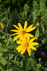 Jerusalem artichoke flowers