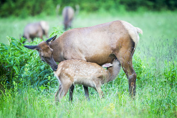 Fawn elk nursing. 