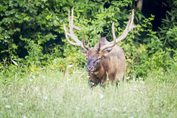 Big bull elk coming out of trees.
