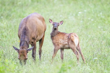 Fawn looking at camera.