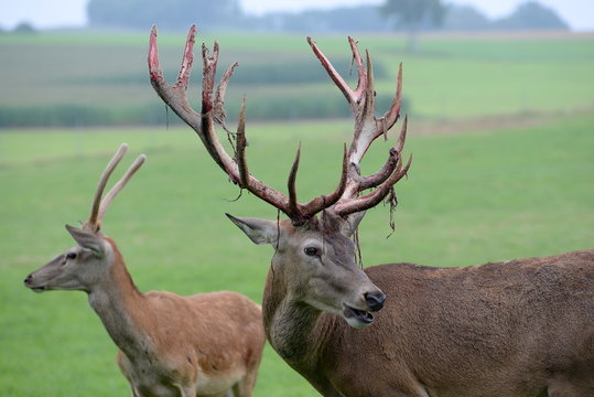 Vater und Sohn, stattlicher Hirsch mit hersbh&auml;ngendem Bast und Junghirsch auf der Wiese