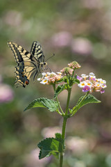 A Swallowtail butterfly